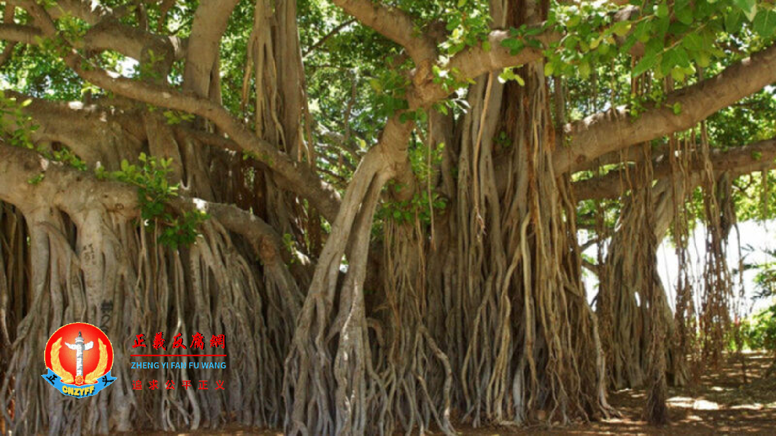 广州日前发布保护古树新规定。此为榕树的示意图。.png 广州日前发布保护古树新规定。此为榕树的示意图。.png