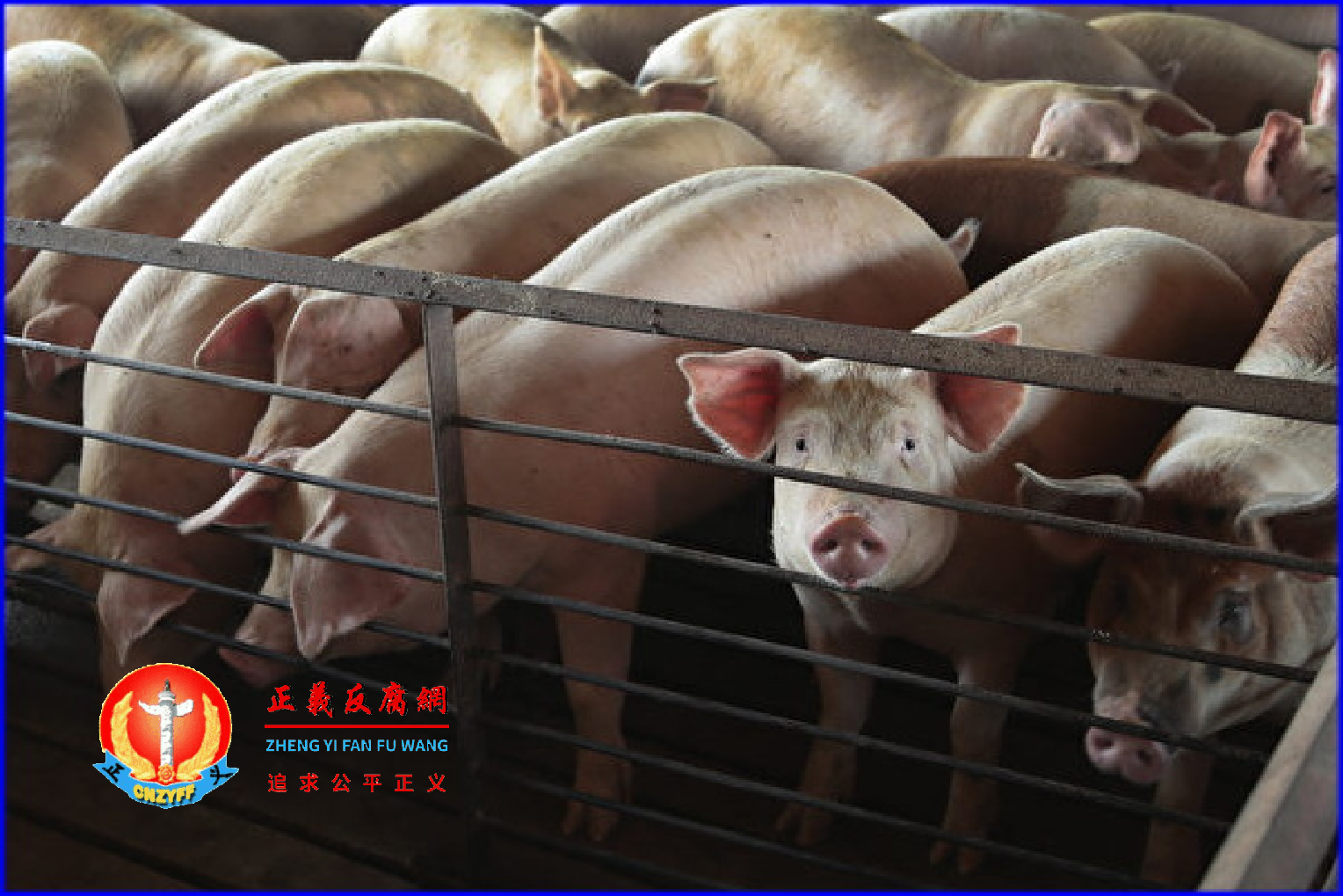 进入2022年,正邦科技激进扩张带来的危机陆续显现,拖欠代养费、断粮导致猪吃猪、大幅裁员、资不抵债等负面消息接踵而至。.png 进入2022年,正邦科技激进扩张带来的危机陆续显现,拖欠代养费、断粮导致猪吃猪、大幅裁员、资不抵债等负面消息接踵而至。.png