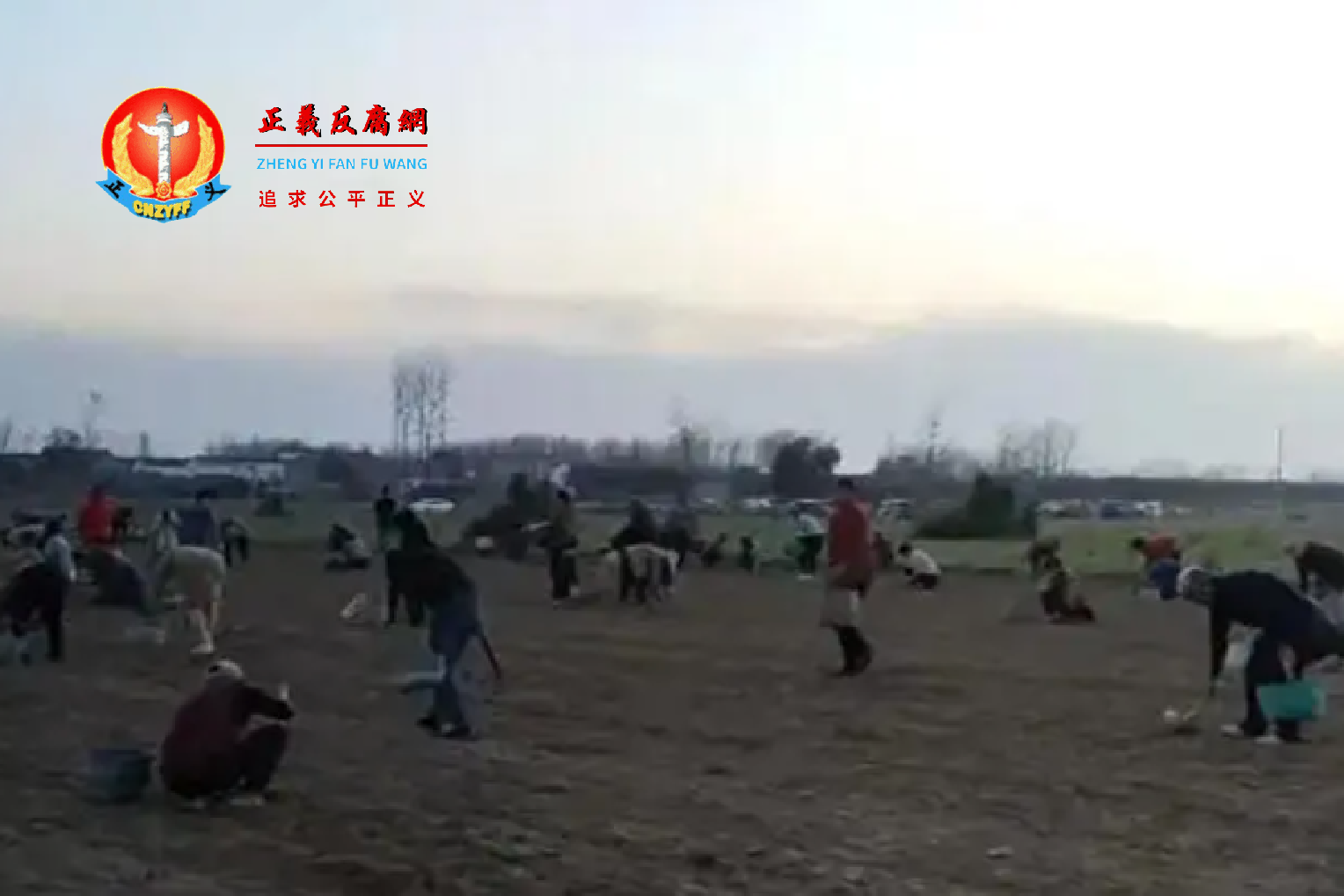 2023年10月31日,河南周口承包户正在收割药材,遭到100多名村民哄抢。.png 2023年10月31日,河南周口承包户正在收割药材,遭到100多名村民哄抢。.png